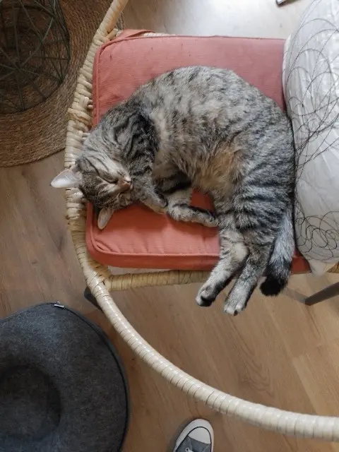 chatte reunited   49220 Le Lion-d'Angers Nala