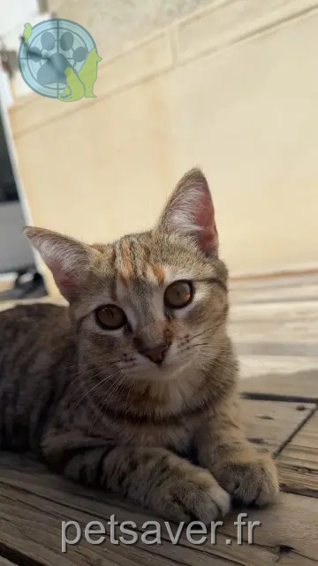 chatte reunited   49490 Noyant-Villages Enna