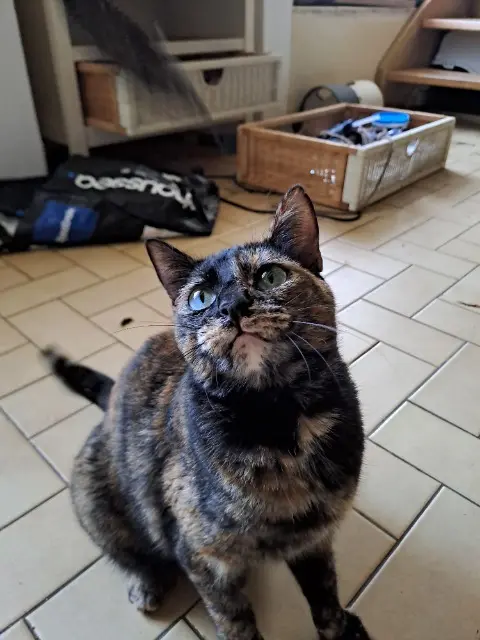 chatte reunited   49490 Noyant-Villages Kono