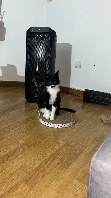 chatte reunited   49490 Noyant-Villages Vinny