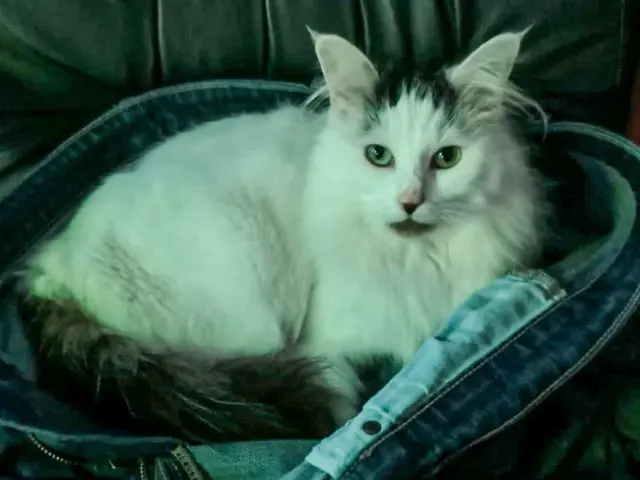 chatte reunited   49300 Cholet Ora