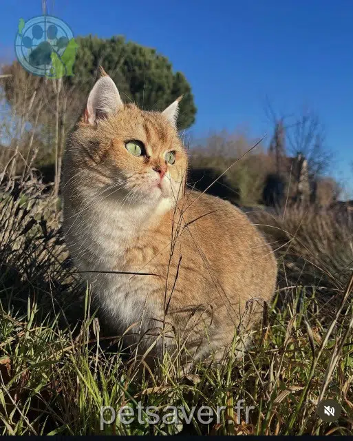 chatte reunited 49070 Saint-Lambert-la-Potherie Perle
