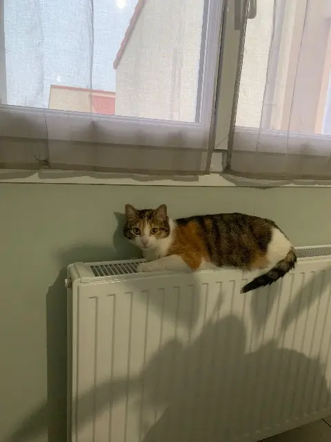 chatte reunited   49122 Le May-sur-Èvre Princesse