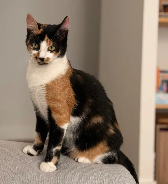chatte reunited   49700  Stella