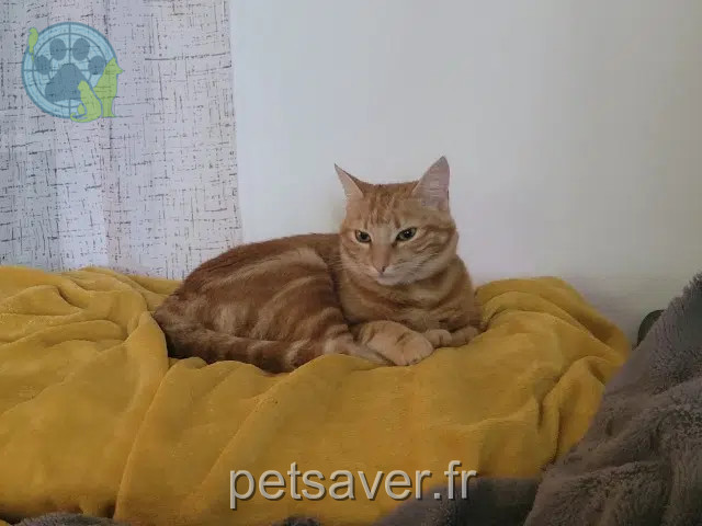 chatte reunited    Sèvremoine Pirouette