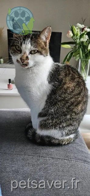 chatte reunited   49460 Montreuil-Juigné Tigresse