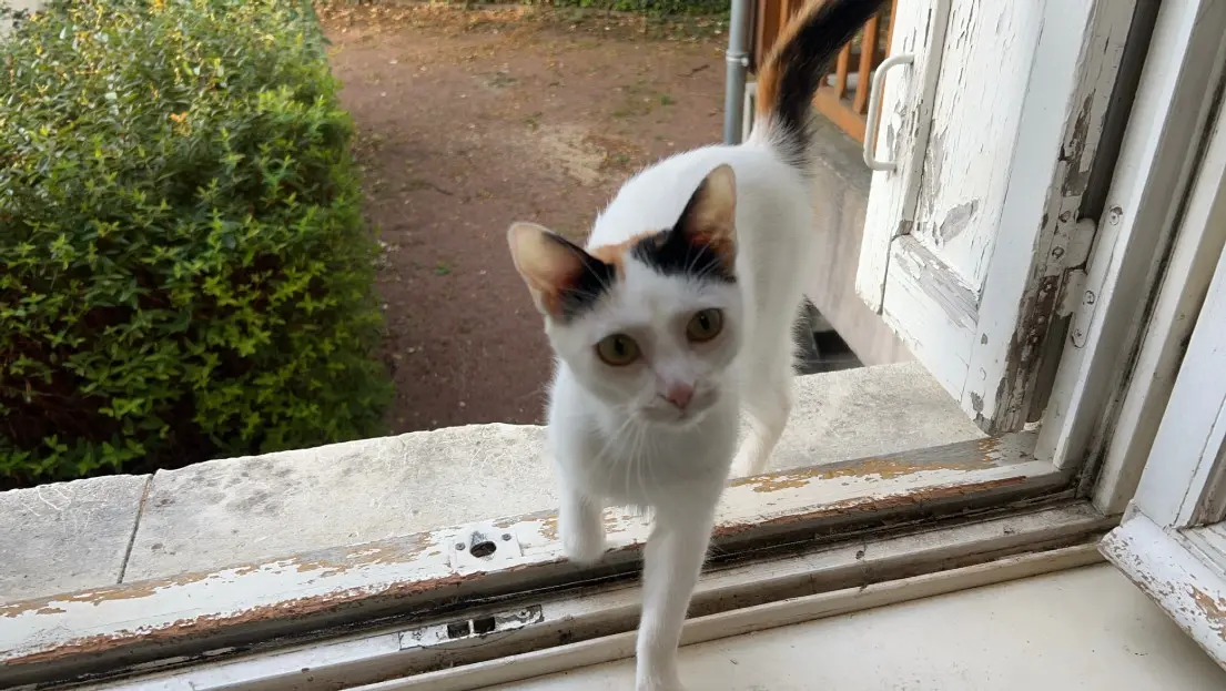 Chatte Perdue 49 Maine-et-Loire Chatte Perdue 49 Maine-et-Loire