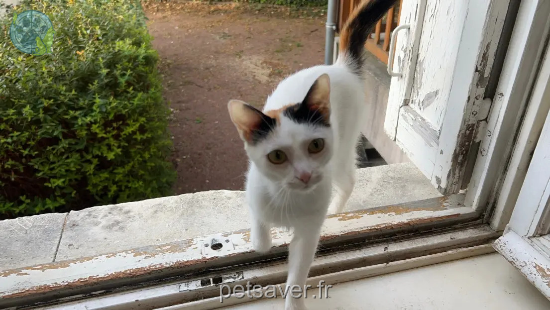Chatte Perdue 49 Maine-et-Loire Chatte Perdue 49 Maine-et-Loire