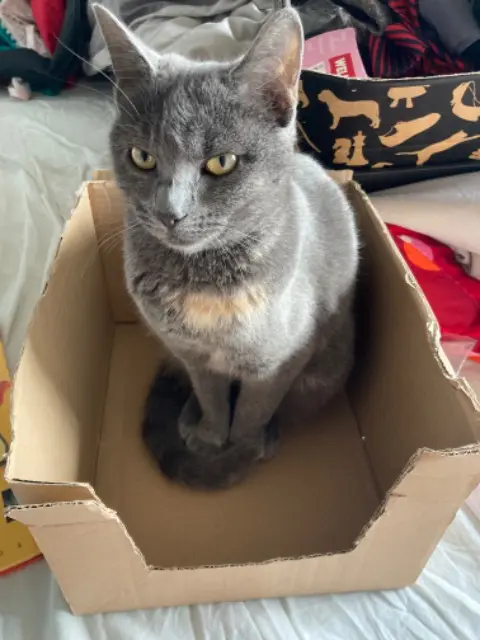 chatte reunited   50570 Marigny-Le-Lozon Zorrotte