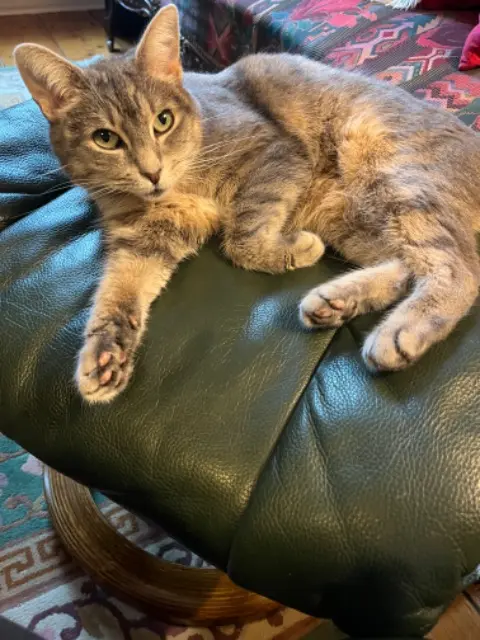 chatte reunited    Cherbourg-en-Cotentin Maya