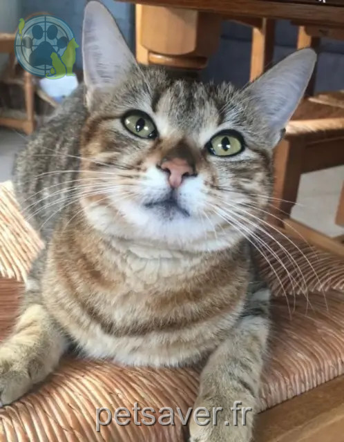 chatte reunited 50590 Montmartin-sur-Mer Noisette