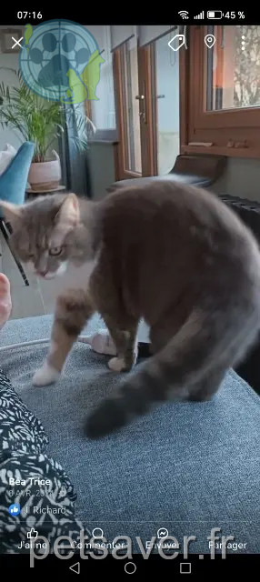 chatte reunited Cherbourg-en-Cotentin Poukie