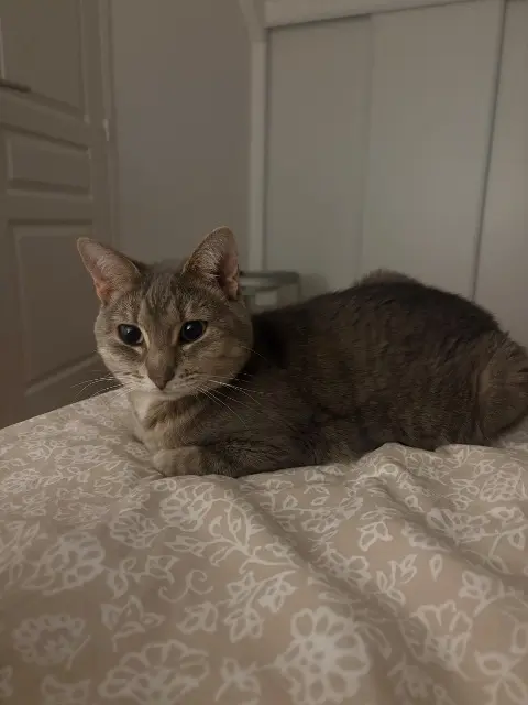 chatte reunited   50300 Avranches Poupa