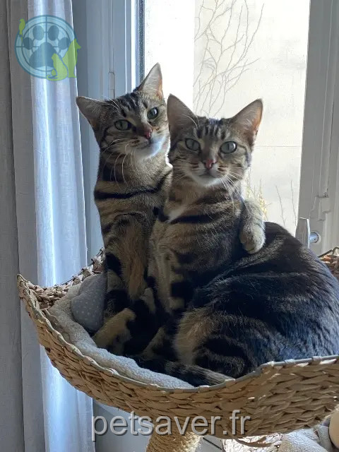 chatte reunited 50610 Jullouville Rey