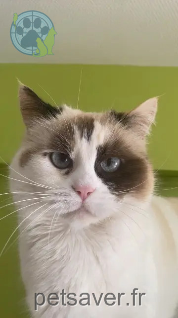 chatte reunited 50160 Saint-Amand-Villages Mya