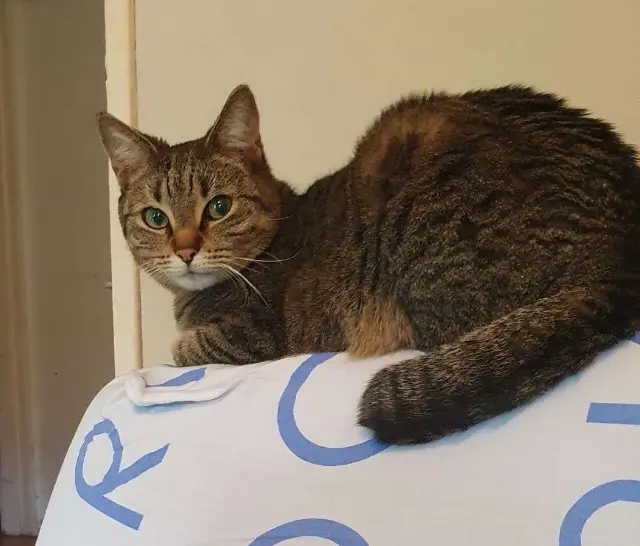 chatte reunited    Cherbourg-en-Cotentin Taïra