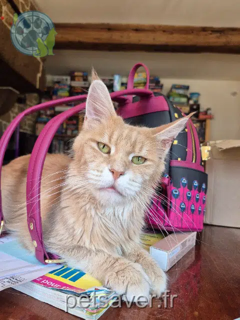 chatte reunited   50800 Villedieu-les-Poêles-Rouffigny Umba