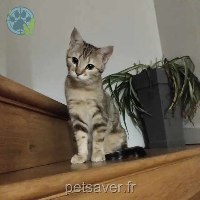 chatte reunited 51300 Vitry-le-François Fifi