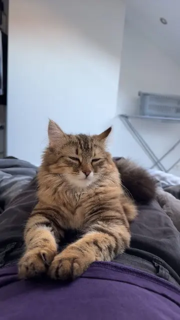 chatte reunited   51000 Châlons-en-Champagne José