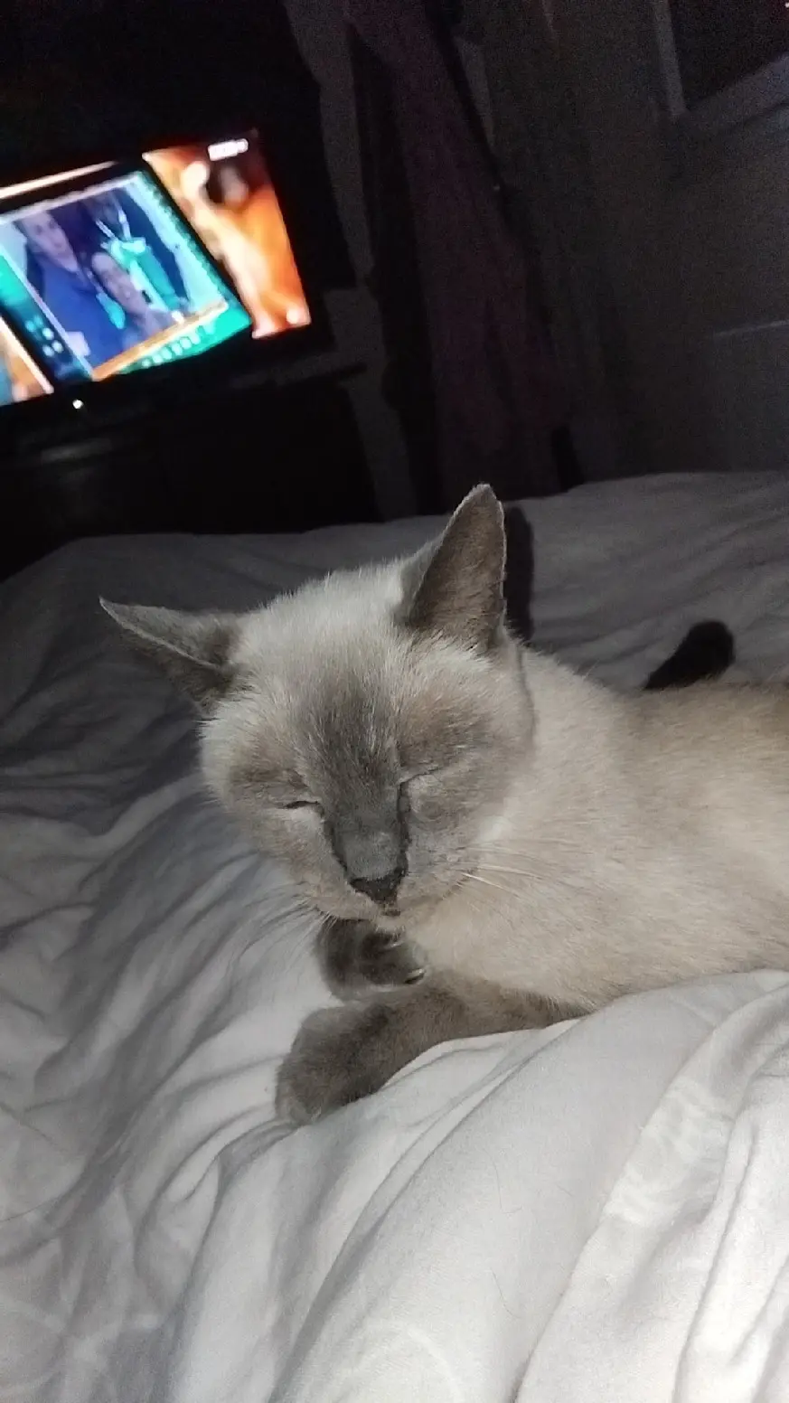 Chatte Perdue 51 Marne - Moumoute Chatte Perdue 51 Marne - Moumoute