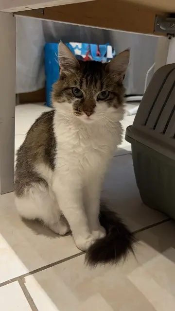 chatte reunited   51800 Sainte-Menehould Nova