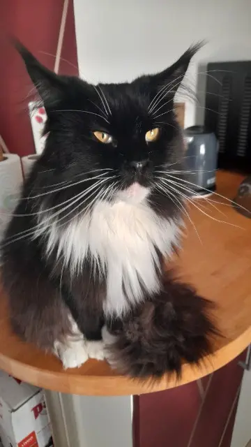 chatte reunited   51000 Châlons-en-Champagne Onixia