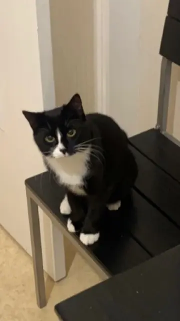 chatte reunited   51350 Cormontreuil Paloma