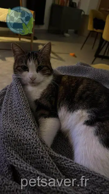 chatte reunited   51100 Reims Apie