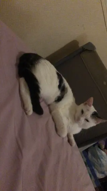 chatte reunited   51100 Reims Blanche