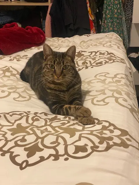 chatte reunited   51100 Reims Brume