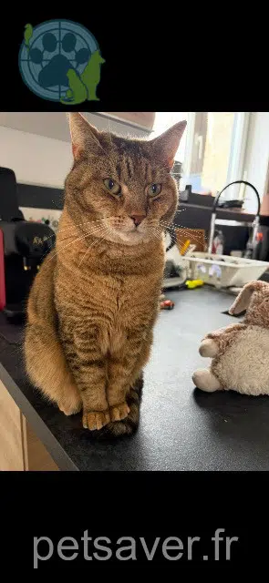 chatte reunited 51100 Reims Kali