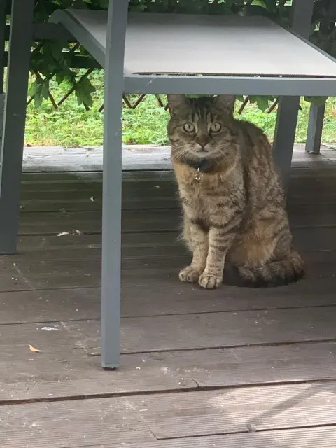 chatte reunited   51100 Reims Masai