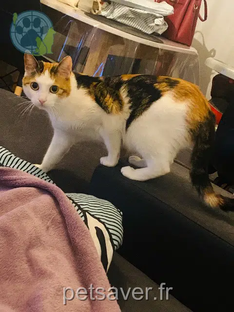 chatte reunited   51100 Reims Nala