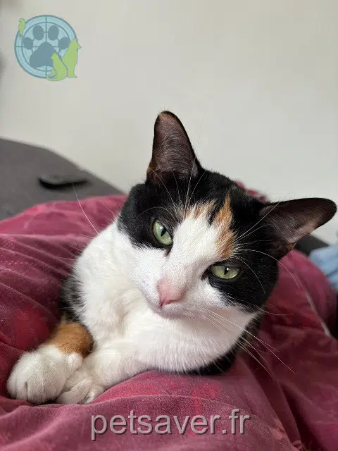 chatte reunited   51100 Reims Pandora