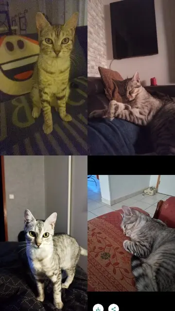 chatte reunited   51100 Reims Yuka