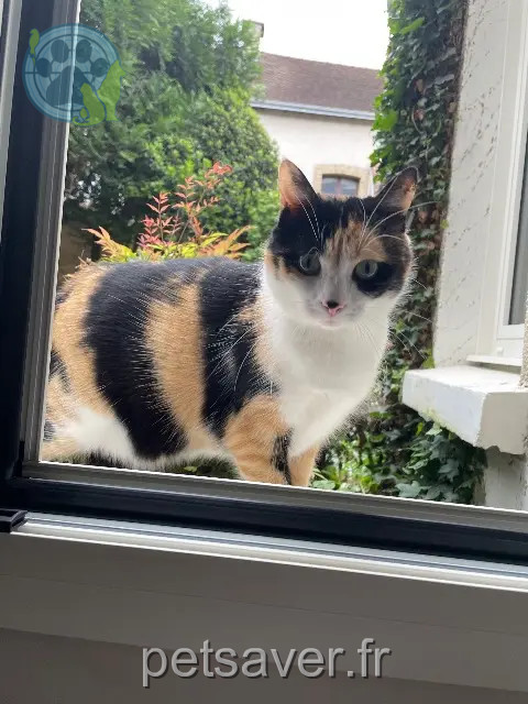 chatte reunited   51500 Mailly-Champagne SALEME