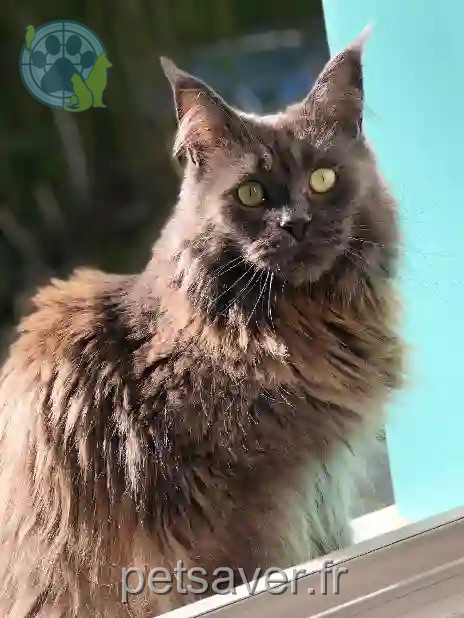 Chatte Trouvée 51 Marne - Sybelle Chatte Trouvée 51 Marne - Sybelle
