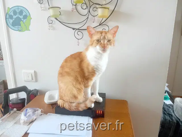 chatte reunited 51000 Châlons-en-Champagne Topaze