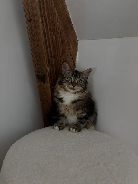 chatte reunited   53100 Mayenne Aica