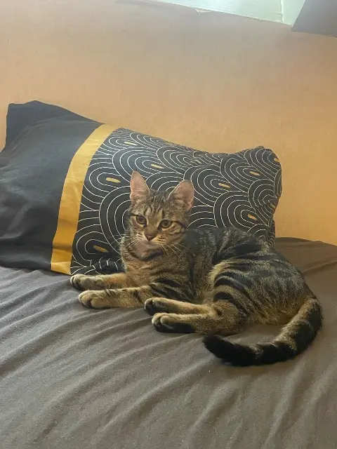 chatte reunited   53000 Laval Aria