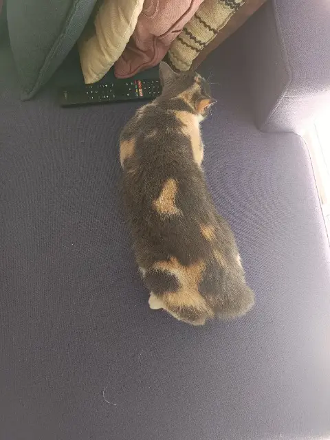 chatte reunited   53200 Château-Gontier-sur-Mayenne Gatto