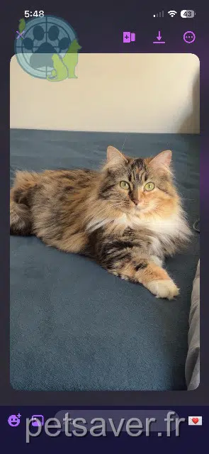 chatte reunited 53200 Château-Gontier-sur-Mayenne Iris