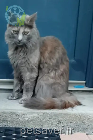 chatte reunited 53240 Saint-Jean-sur-Mayenne Iris