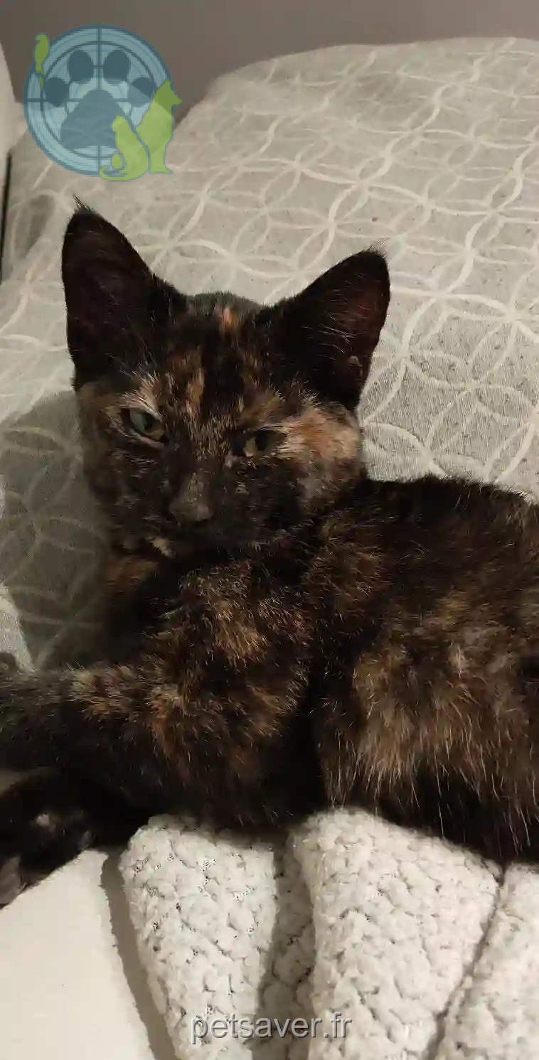 Chatte Trouvée 53 Mayenne - Isis Chatte Trouvée 53 Mayenne - Isis