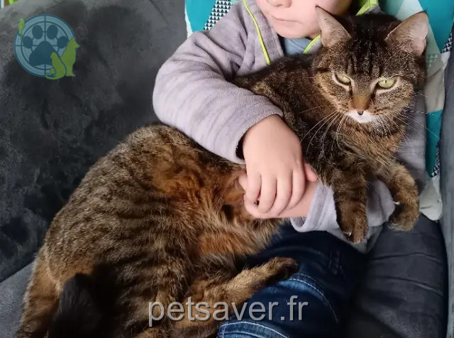 chatte reunited 53970 Montigné-le-Brillant Miha