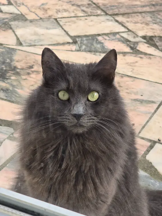 Chatte Perdue 53 Mayenne - Nirvana Chatte Perdue 53 Mayenne - Nirvana