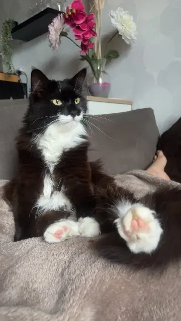 chatte reunited   53100 Mayenne Ohana