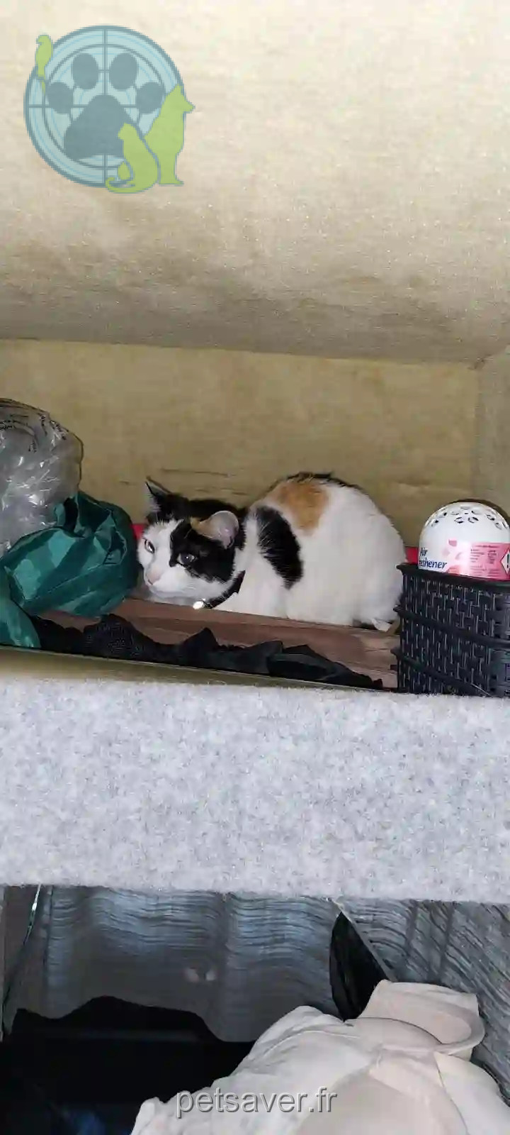 Chatte Trouvée 53 Mayenne - Rasta Chatte Trouvée 53 Mayenne - Rasta