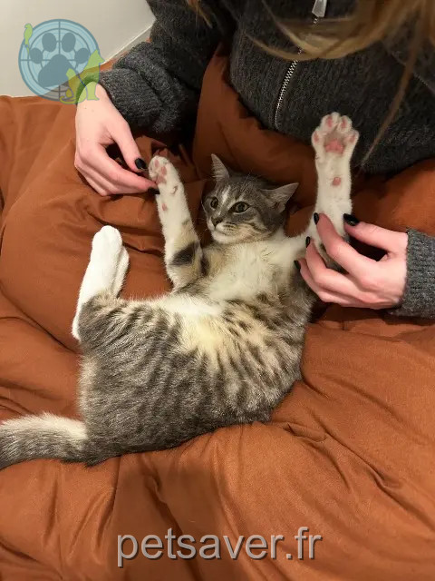 chatte reunited   53000 Laval Sasha