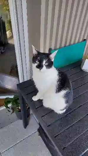 Chatte Trouvée 53 Mayenne - Soquette Chatte Trouvée 53 Mayenne - Soquette